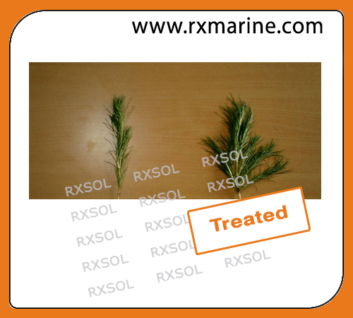 RXSOL RX 1